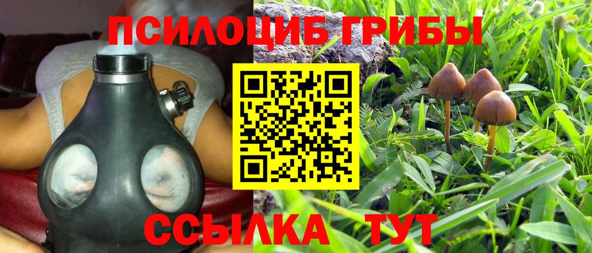 Галлюциногенные грибы Psilocybine cubensis Мурманск